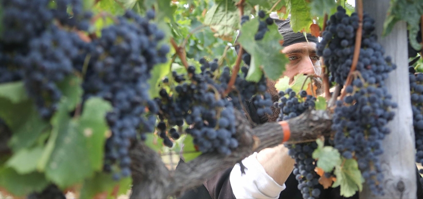 Wines of Mount Athos: the Secret behind Monastery Wine...since the 10th century!